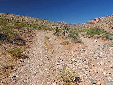 Calico Wash Trail