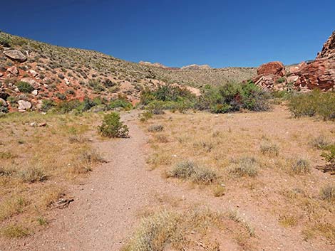 Calico Wash Trail