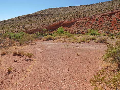 Calico Wash Trail