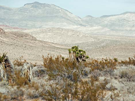 Red Rock Canyon Campground Area