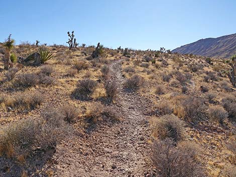 Fire Station Hill Trail