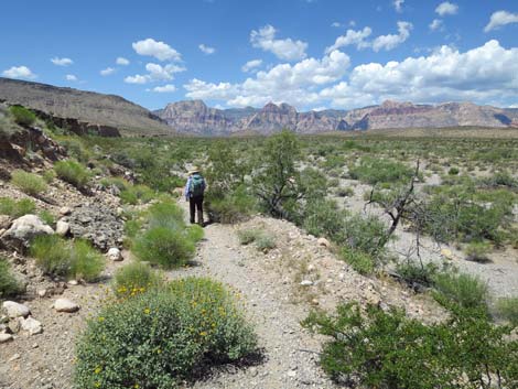 Campground Wash Trail