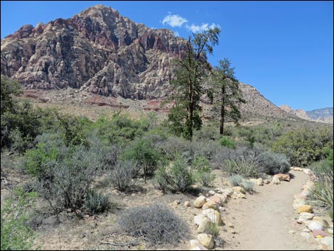 Fire Ecology Trail