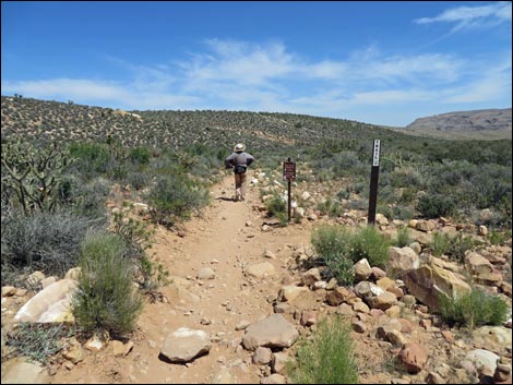 Fire Ecology Trail