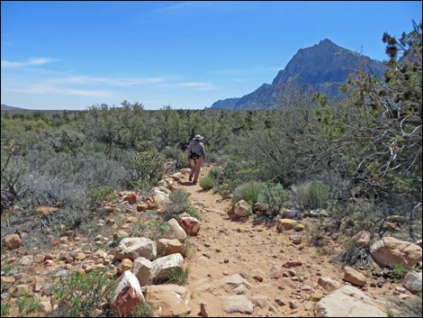 Fire Ecology Trail