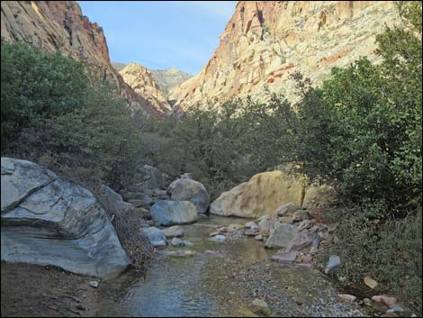 First Creek Canyon