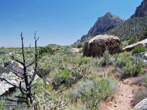 Escarpment Trail