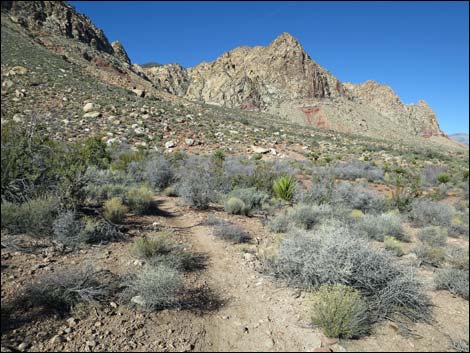 Lone Grapevine Spring