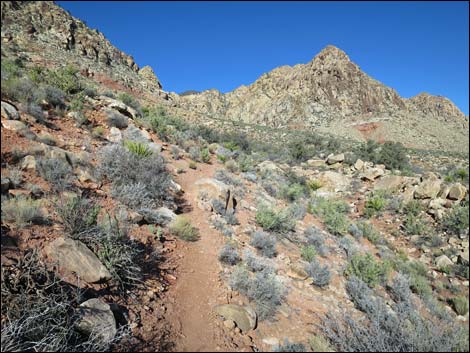 Lone Grapevine Spring