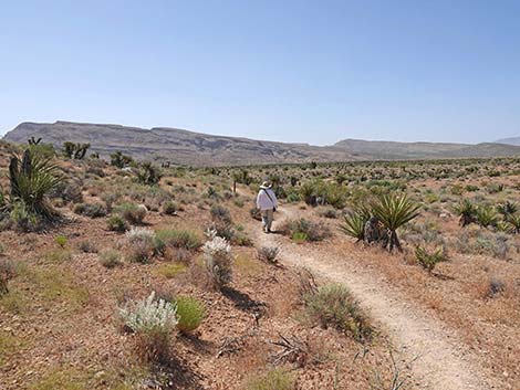 Moenkopi Trail