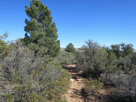 South Oak Creek Trail