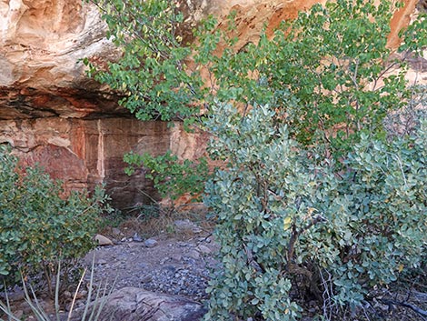 Petroglyph Wall Trail