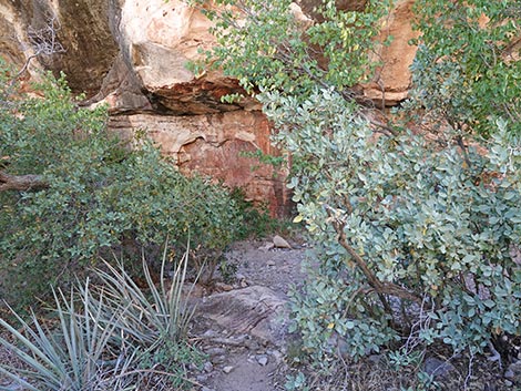 Petroglyph Wall Trail