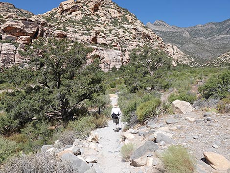 Petroglyph Wall Trail