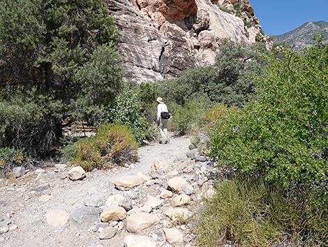 Petroglyph Wall Trail