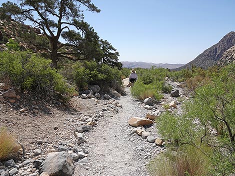 Petroglyph Wall Trail