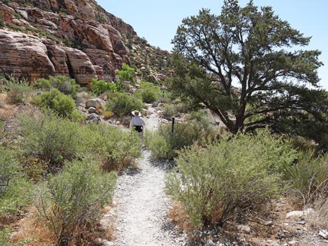 Petroglyph Wall Trail