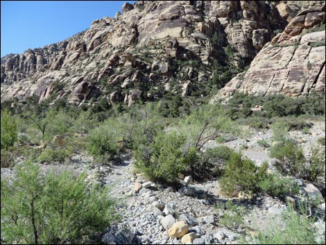 Petroglyph Wall Trail