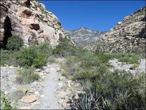 Petroglyph Wall Trail