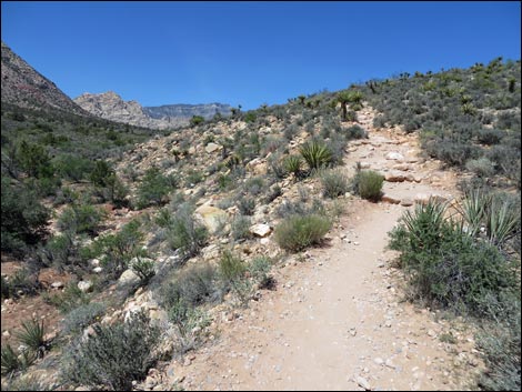 Pine Creek Trail