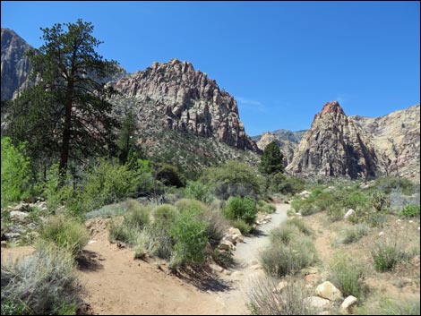 Pine Creek Trail