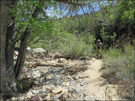 Pine Creek Trail