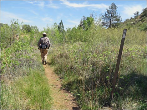 Pine Creek Trail