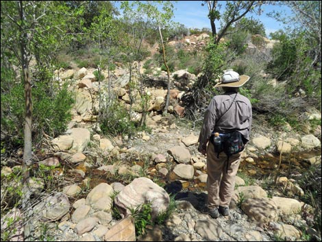 Pine Creek Trail