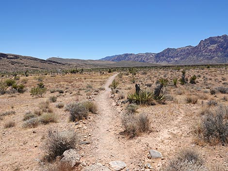 Ride Share Deluxe Loop Trail