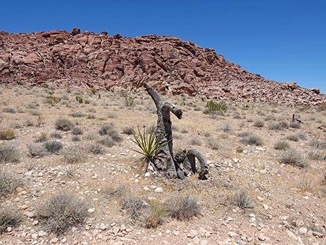 Ride Share Deluxe Loop Trail