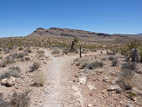 Ride Share Deluxe Loop Trail
