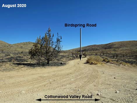 Birdspring Road