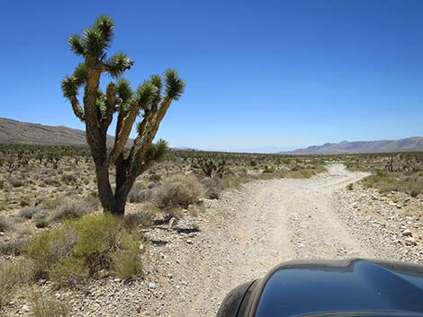 Cottonwood Valley Road