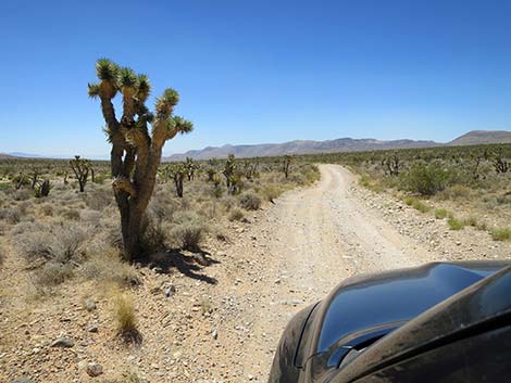 Cottonwood Valley Road