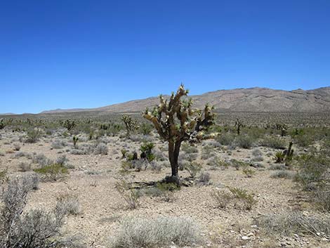 Cottonwood Valley Road