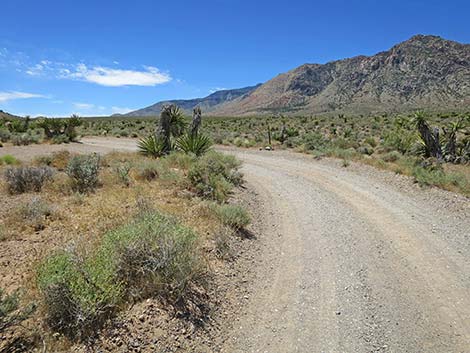 Lone Grapevine Road