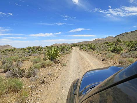 Lone Grapevine Road