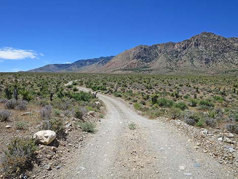 Lone Grapevine Road