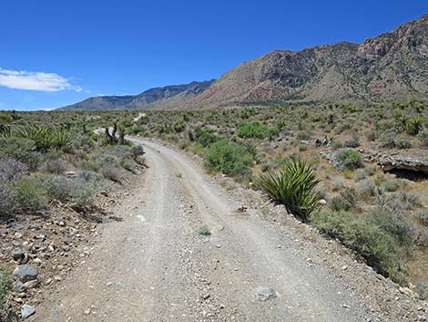 Lone Grapevine Road