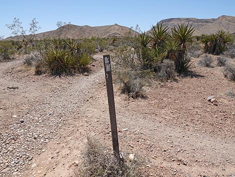 Rubber Ducky Trail