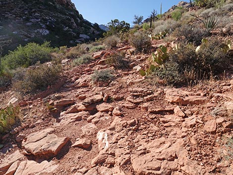 SMYC Trail