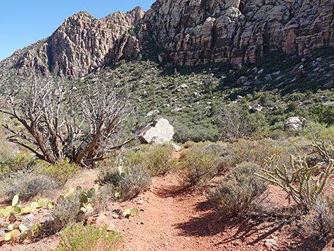 SMYC Trail
