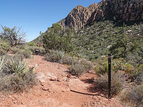SMYC Trail