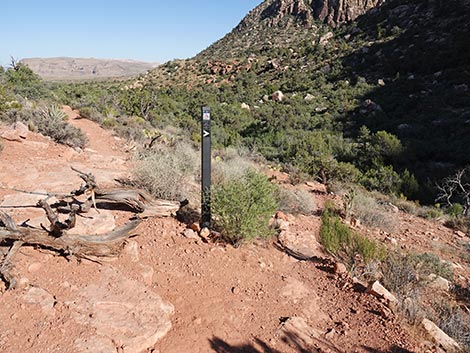 SMYC Trail