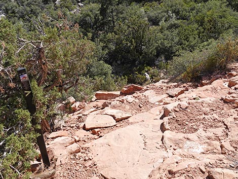 SMYC Trail