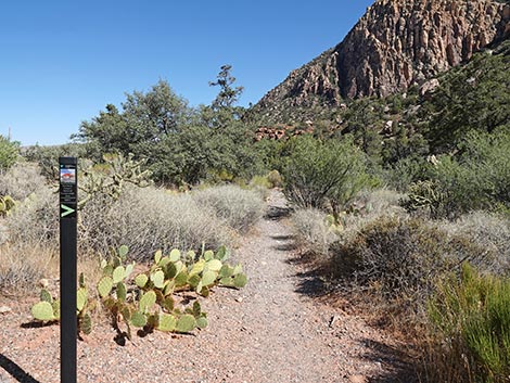 SMYC Trail