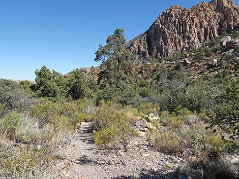 SMYC Trail