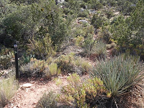 SMYC Trail