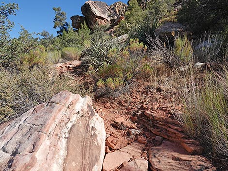 SMYC Trail
