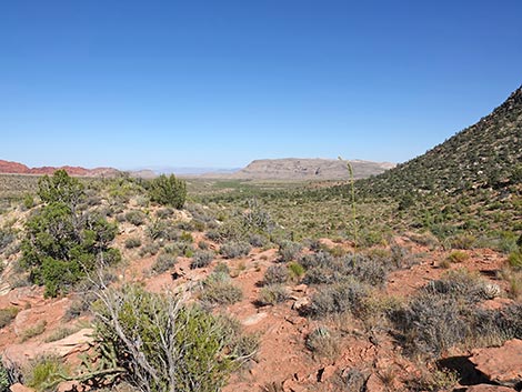 SMYC Trail